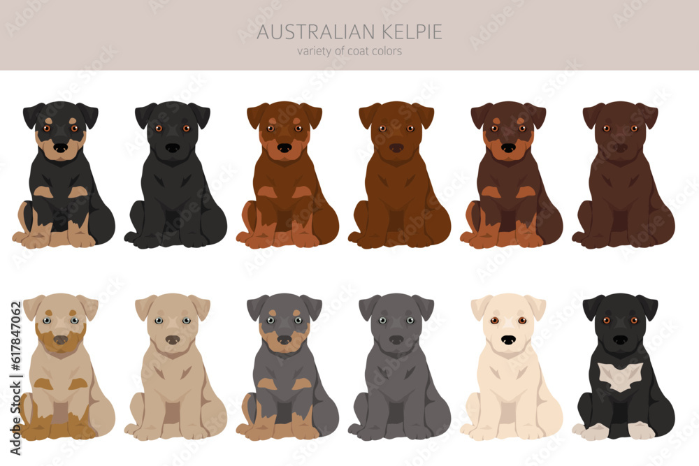 Australian Kelpie puppies all colours clipart. Different coat colors set Stock Vector Adobe Stock