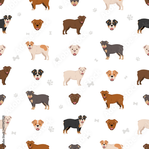 Australian bulldog seamless pattern. All coat colors set.  All dog breeds characteristics infographic