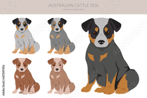 Australian cattle dog puppies all colours clipart. Different coat colors and poses set