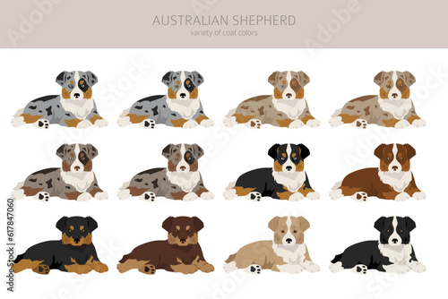 Australian shepherd puppies clipart. Coat colors Aussie set.  All dog breeds characteristics infographic