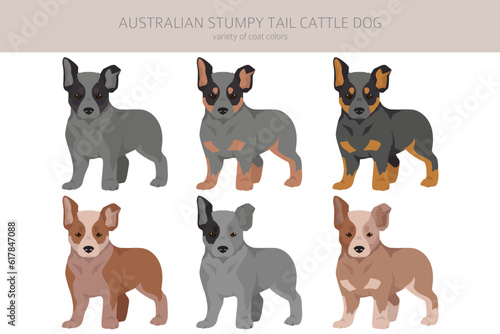 Australian stumpy tail cattle dog puppies all colours clipart. Different coat colors and poses set