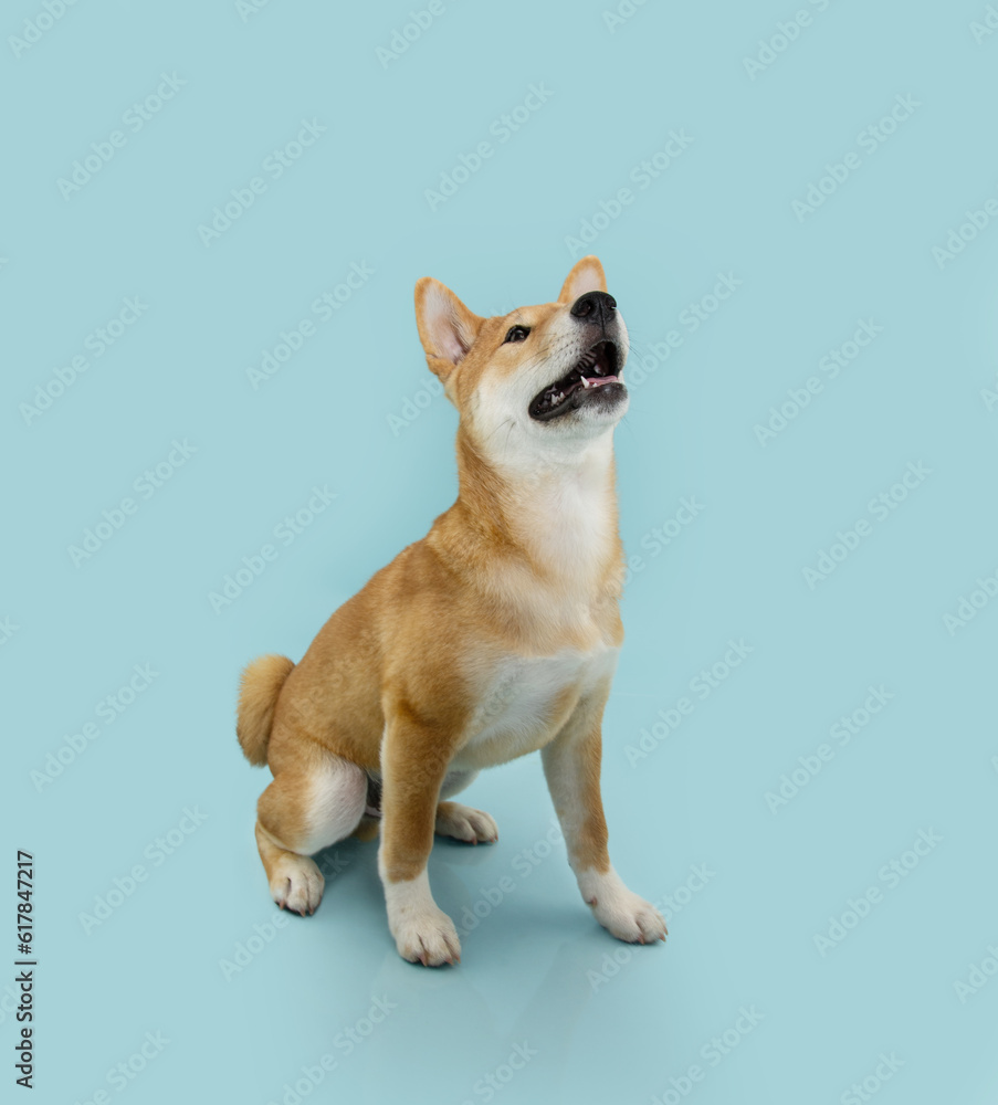 Obedience puppy concept. Shiba inu dog looking up and sitting. Isolated on blue pastel background