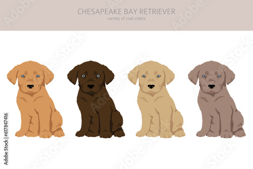 Chesapeake bay retriever puppies clipart. Different poses, coat colors set