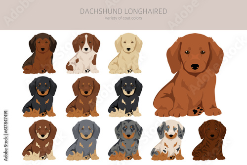 Dachshund long haired puppies clipart. Different poses, coat colors set