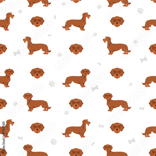 Dachshund wire haired seamless pattern. Different poses  coat colors set