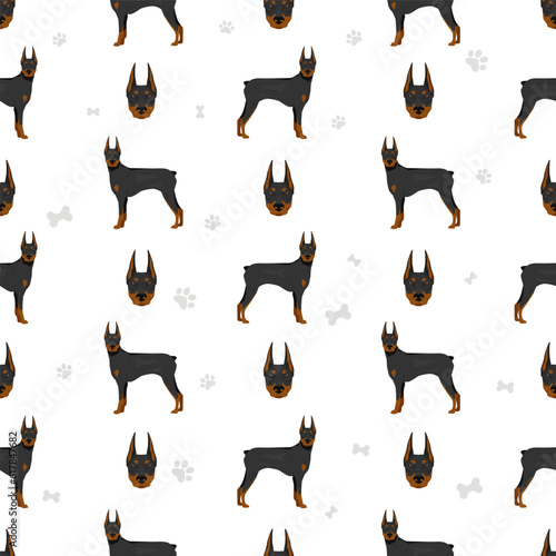 Doberman pinscher dogs seamless pattern. Different poses, coat colors set