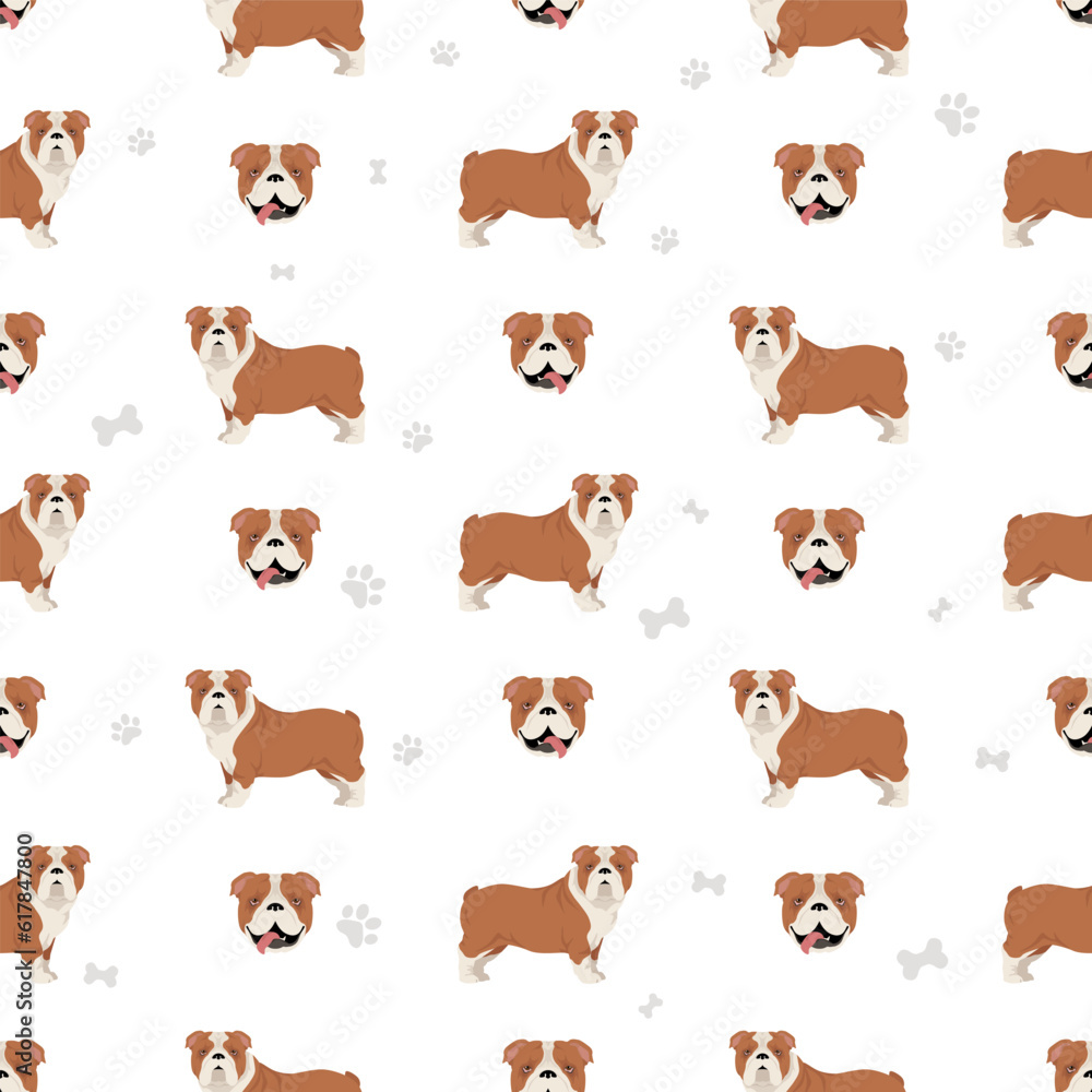 Fototapeta premium English bulldog seamless pattern. Different poses, coat colors set