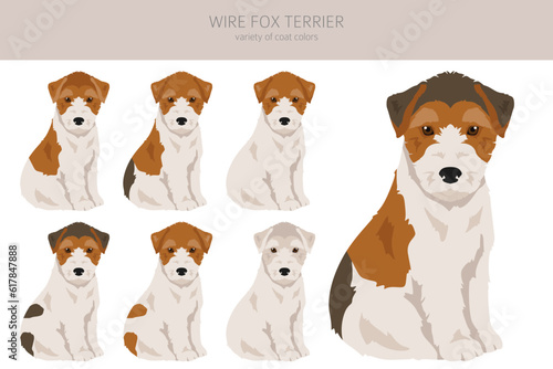 Wire fox terrier puppies clipart. Different poses, coat colors set © a7880ss