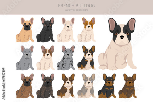 French bulldogs puppies all coat colours