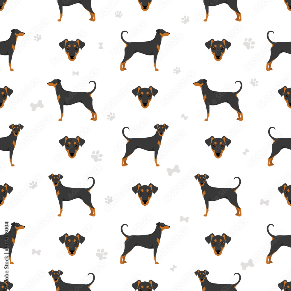 German pinscher seamless pattern. Different poses, coat colors set
