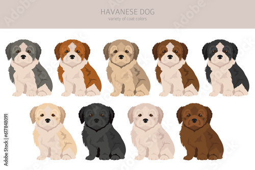 Havanese puppies clipart. Different poses, coat colors set