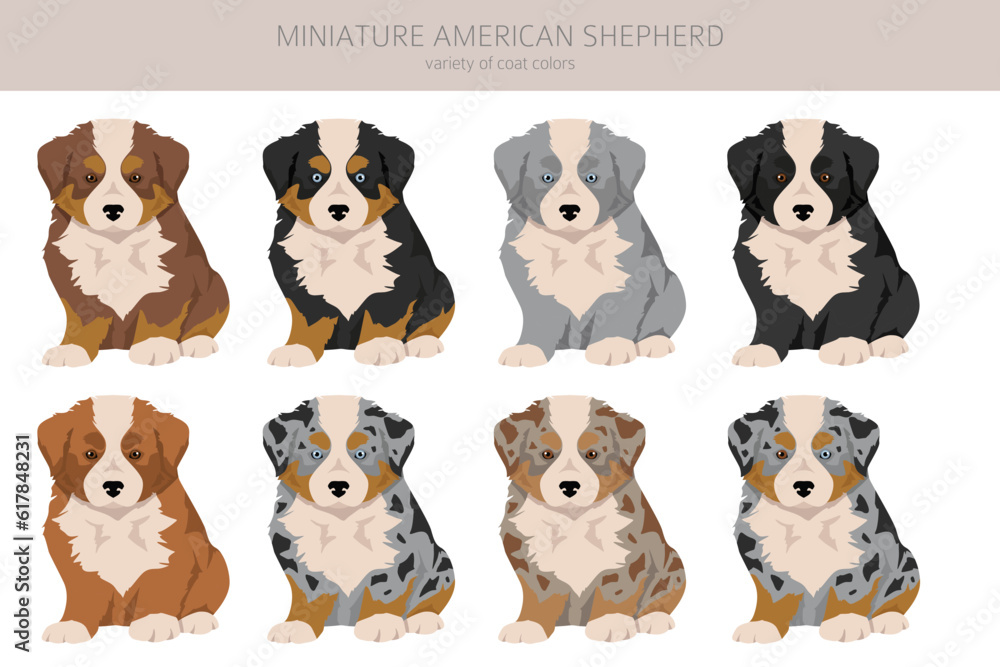 Miniature american shepherd puppies clipart. Different poses, coat colors set