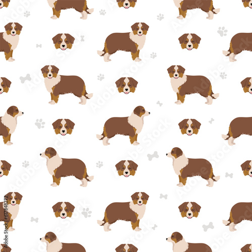 Miniature american shepherd seamless pattern. Different poses, coat colors set