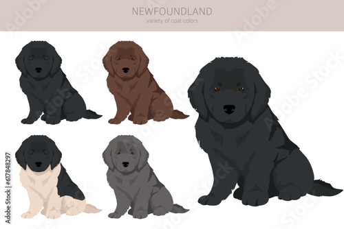 Newfoundland puppies clipart. Different poses  coat colors set