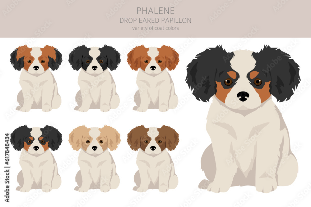 Phalene, Drop - eared Papillon puppies clipart. Different poses, coat colors set