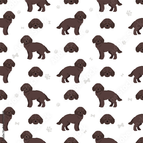 Miniature poodle seamless pattern. Different poses, coat colors set