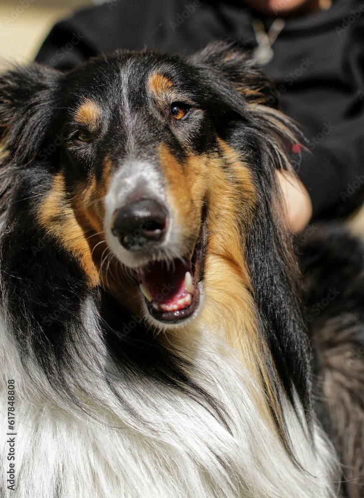 Portret psa Collie