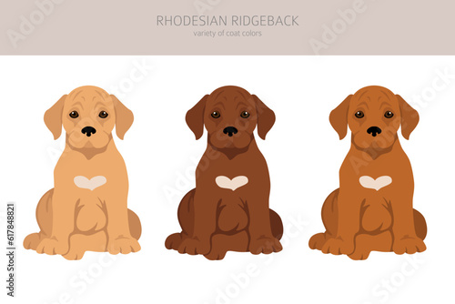 Rhodesian ridgeback puppy clipart. Different poses, coat colors set