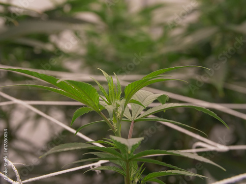 Obraz na plátně Apical Growth of Cannabis Plant In Vegetative Stage