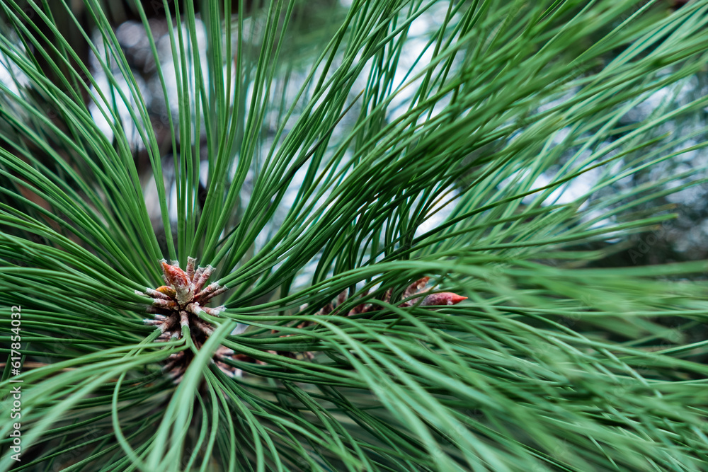 Green Christmas tree close-up on a sunny day Green Christmas tree close-up on a sunny day