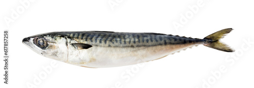 Fresh saba fish isolated background png.