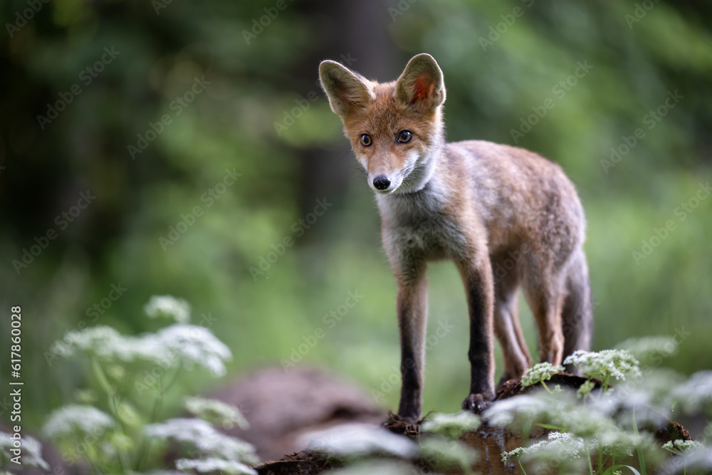 A young fox stands on a log in the forest and observes the surroundings. A young fox stands on a log in the forest and observes the surroundings.