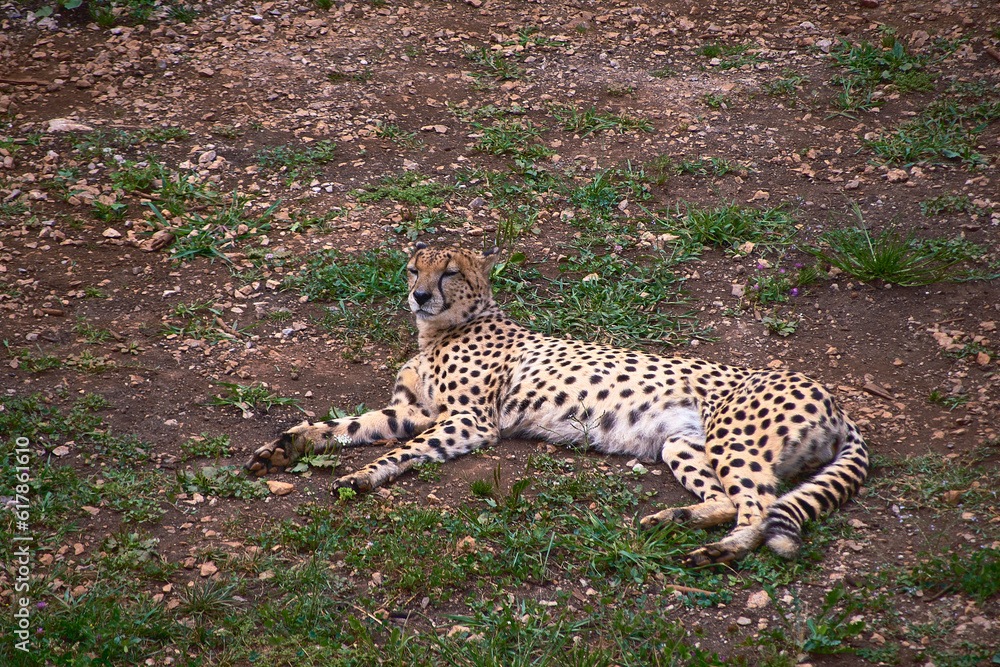Obraz premium A geopard, lying on the grass of the savannah