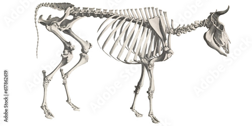 Retro Cow Skeleton Animal Anatomy Scientific Illustration Animal Farm Skull And Bones photo