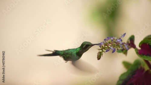 beautiful green Hummingbird feeding from flower in slow motion