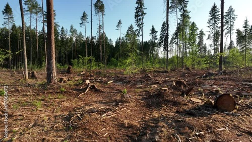 Untitled PrDeforestation forest and Illegal logging. Forest destruction and felling of trees. Cutting trees. Stacks of cut wood. Forests illegal disappearing. Deforestation, ecology and environmeoject photo