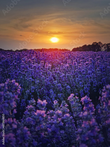Picturesque scene of blooming lavender field. Beautiful purple pink flowers in warm summer light. Fragrant lavandula plants blossoms in the meadow