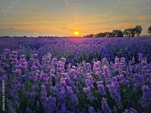 Idyllic view of blooming lavender field. Beautiful purple blue flowers in warm summer sunset light. Fragrant lavandula plants blossoms in the meadow