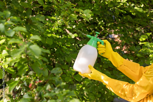 The gardener sprays apple tree in the garden with a spray bottle. Pest control concept. Caring for garden plants.