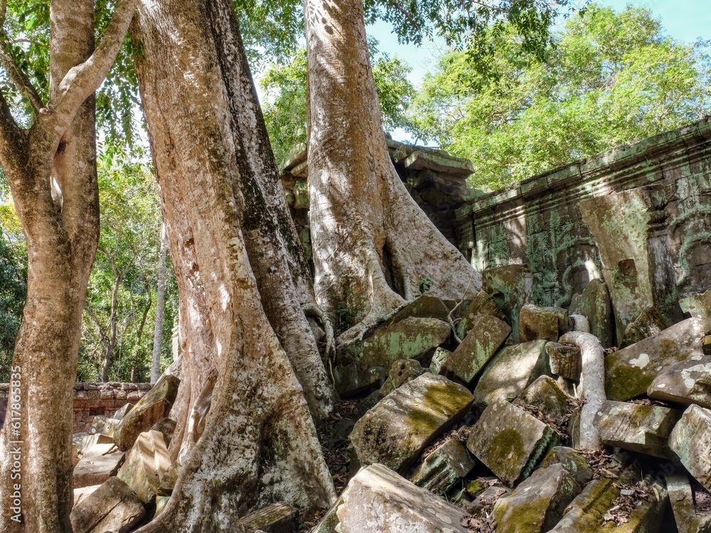 Photo showing massive roots of tropical trees winding through the deteriorating stone structures of ancient Khmer buildings in Cambodia. Photo showing massive roots of tropical trees winding through the deteriorating stone structures of ancient Khmer buildings in Cambodia.