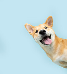 Portrait funny and happy shiba inu puppy dog peeking out from behind a blue banner. Isolated on blue pastel background
