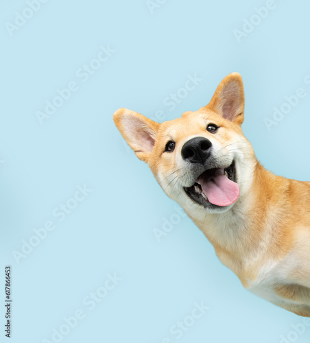 Portrait funny and happy shiba inu puppy dog peeking out from behind a blue banner. Isolated on blue pastel background photo