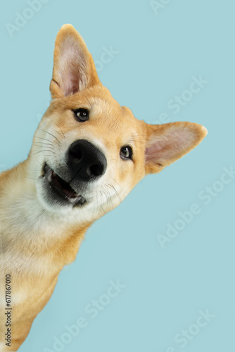 Картината върху платно Portrait funny shiba inu puppy dog peeking out from behind a blue banner