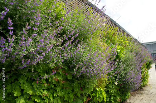 Vertical garden. Urban greening with a living wall. Green wall in Oldenburg. Green facade in the summer. photo