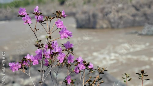 Teldykpen rapids on Altai river Katun near Oroktoy bridge. Rhododendron dauricum bushes with flowers (popular names bagulnik, maralnik) are on foreground. photo