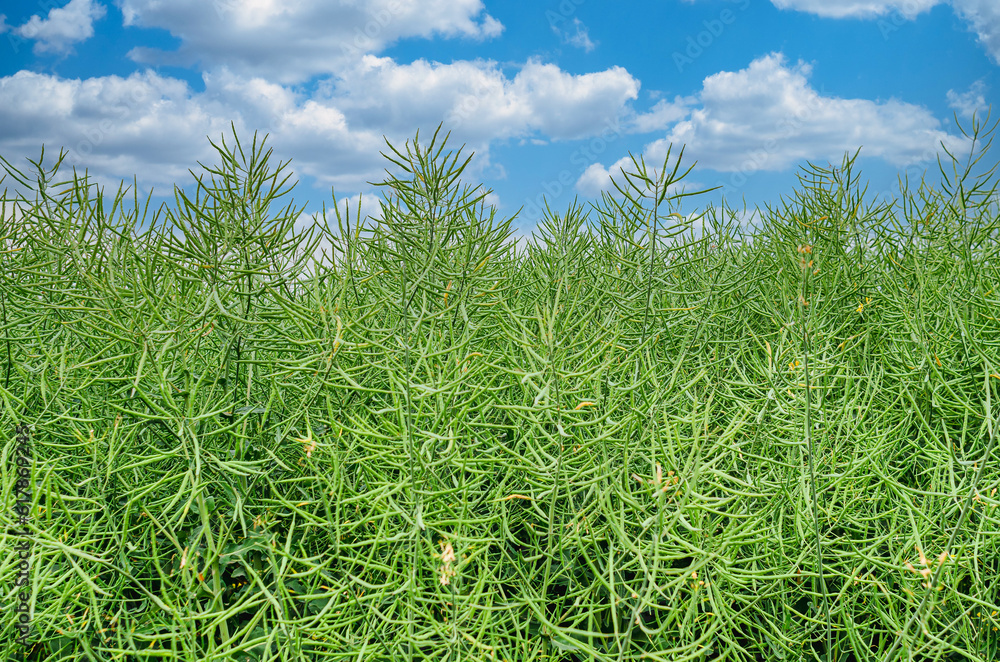 Fototapeta premium Green pods of winter rapeseed in a field under the sky with clouds