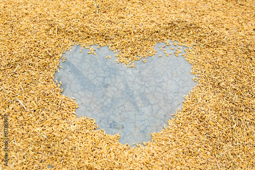 Obraz na plátně Pile of paddy seeds with heart shape on cement floor.