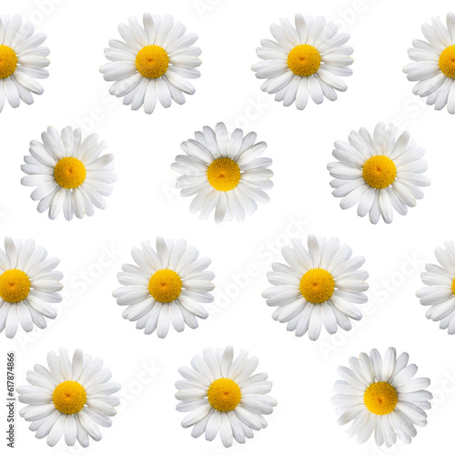 daisies seamless pattern isolated on transaprent background