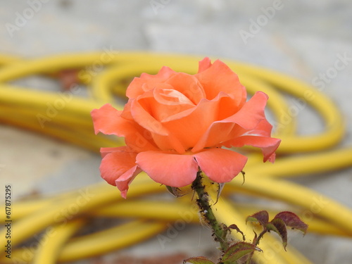 red rose in the garden