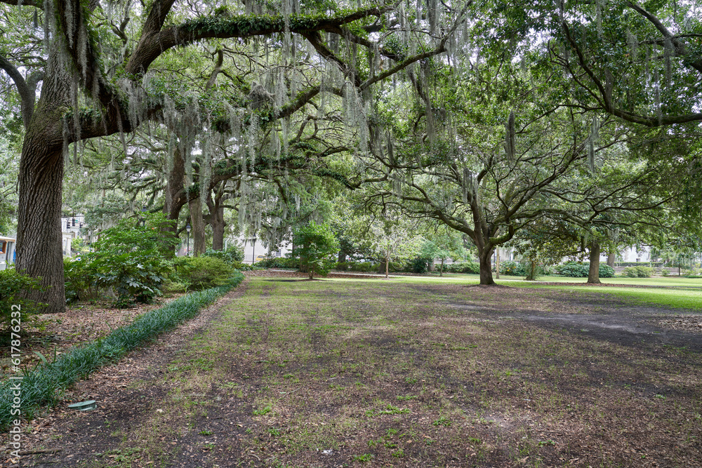 Forsyth Park Savannah Georgia open area with Oak Trees and Spanish Moss 
