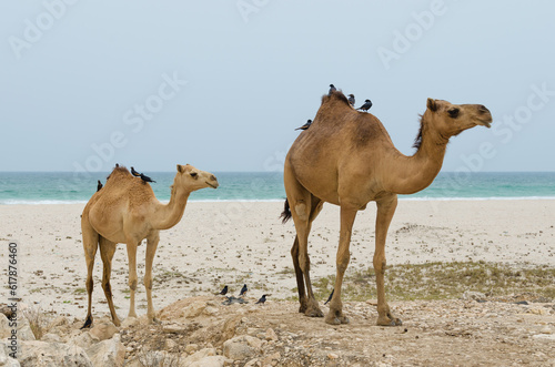 Camellos en la playa