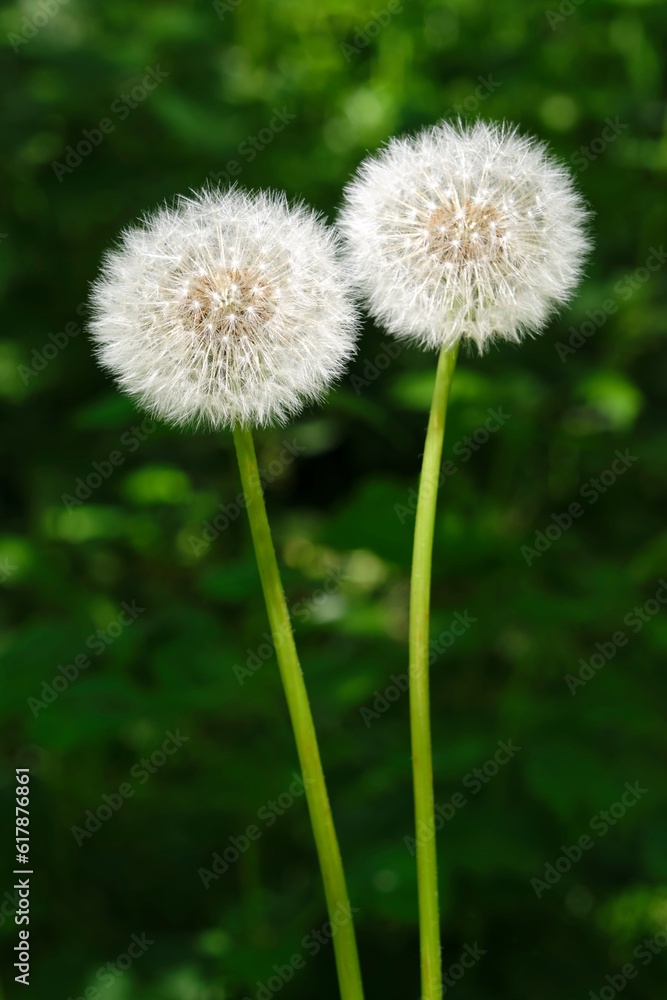 Two perfect white dandelion or Taraxacum seed heads on long stems against a dark background. Image withe copy space. Two perfect white dandelion or Taraxacum seed heads on long stems against a dark background. Image withe copy space.