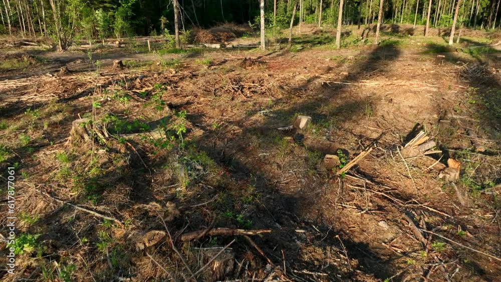 Deforestation forest and Illegal logging. Forest destruction and felling of trees. Cutting trees. Stacks of cut wood. Forests illegal disappearing. Deforestation, ecology and environmental pollution. Deforestation forest and Illegal logging. Forest destruction and felling of trees. Cutting trees. Stacks of cut wood. Forests illegal disappearing. Deforestation, ecology and environmental pollution.