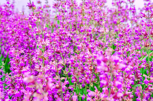 Purple sage flowers. Floral background of medicinal plants