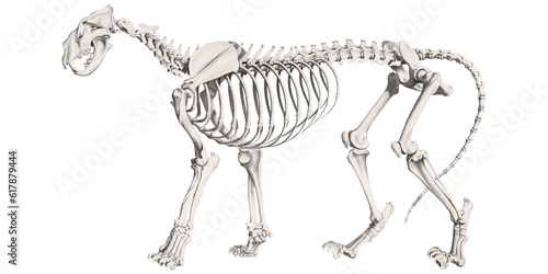 Animal Anatomy Lion Skeleton Scientific Illustration Isolated Fauna And Flora Anatomic Feline Skull