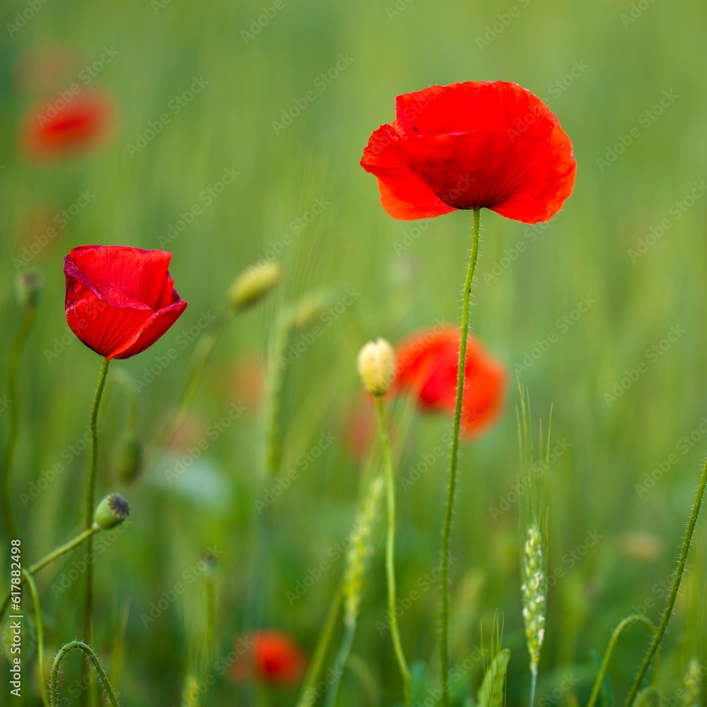 Obraz premium Mohnblume Close up